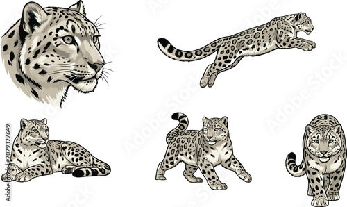 Photography Snow Leopard Wildlife Vector Illustration Collection Featuring Realistic Big Cat