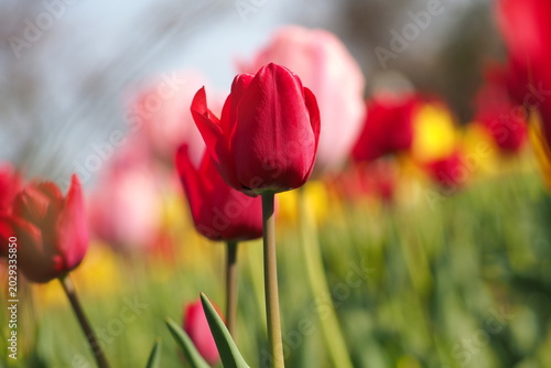 Photography 花　植物　花畑　Flower field in the evening