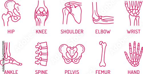 Line drawing human skeleton joints collection hip knee shoulder elbow wrist ankle spine.