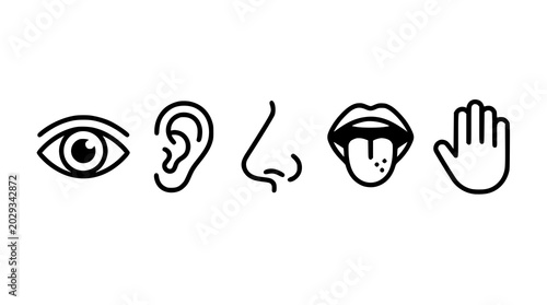 фотографія Trendy five senses vector bundle with minimalist human perception line art icon