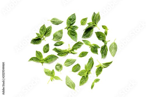 Sweet basil leaves on white background.