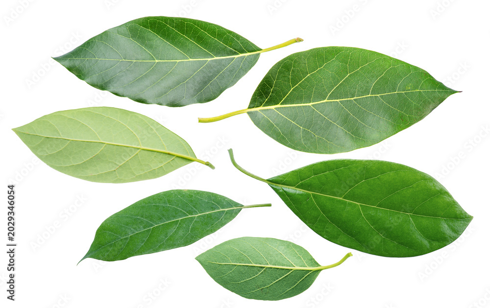 Fototapeta premium Fresh green leaves of an avocado tree isolated on a white background. Botanical asset.