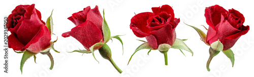 Tableau sur toile Collection of four beautiful dark red rose buds isolated on a white background
