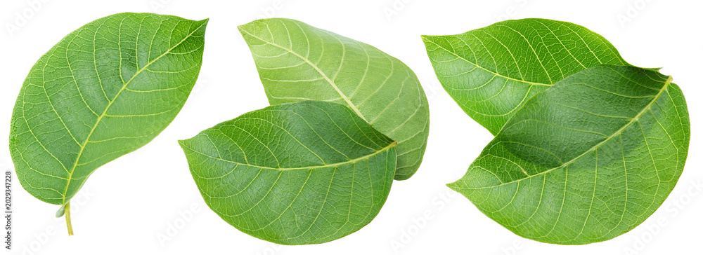 Fototapeta premium Set of green young walnut leaves isolated on a white background.