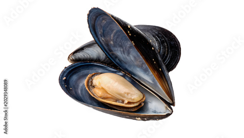 Schilderij op canvas Two fresh natural open bivalve blue mussel shells seafood delicacy isolated on t