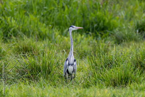 Grey Heron Standing in Lush Green Wetland Habitat