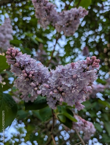 Blooming lilac (Syringa) flowers on tree branches in soft natural light with dreamy spring atmosphere. Romantic seasonal floral scene perfect for wallpapers, social media backgrounds, botanical blogs