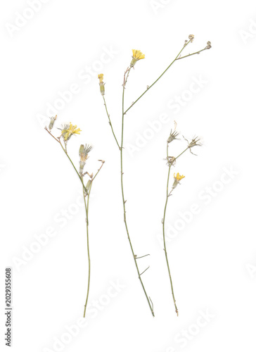 Pressed Wildflowers. Minimal Herbarium Arrangement on White Background.