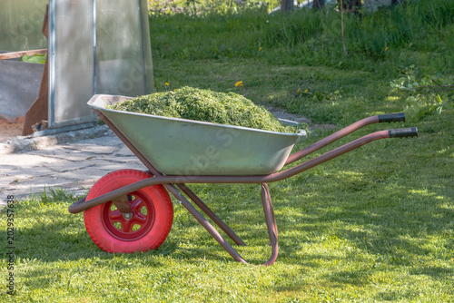 A garden cart with mown grass on the lawn on a spring day