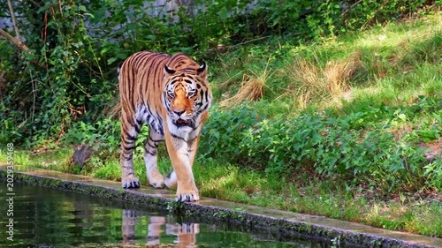The Siberian tiger, Panthera tigris altaica is the biggest cat in the world