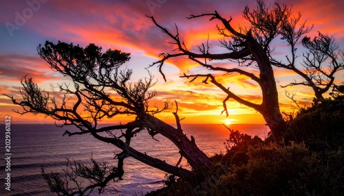 Gnarly, wind-swept branches frame a vibrant ocean sunset with fiery clouds and calm sea