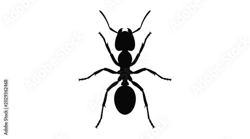Bild auf Leinwand Ant Silhouette On White Background Insect Form In Black