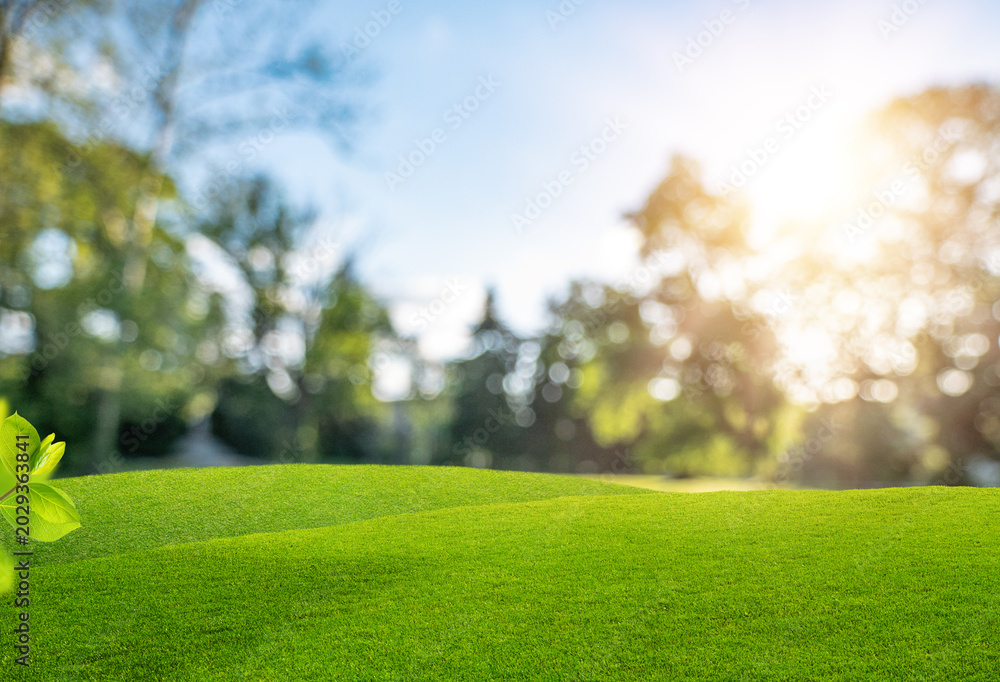 Obraz premium Green grass hills with blurred park background and sunlight