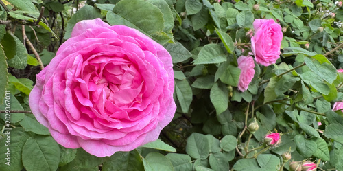 A fluffy pink tea rose flower grows in the garden