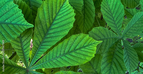 Juicy green chestnut leaves as a background