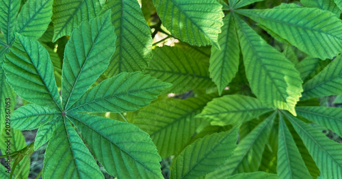 Green chestnut leaves as a background