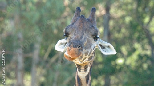Fotografie Close-up Portrait of a Giraffe Chewing Against a Blurred Green Background