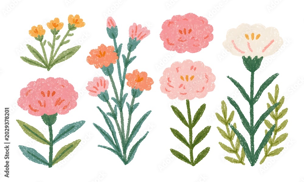 Fototapeta premium Carnation with a stem, hand-drawn crayon illustration style