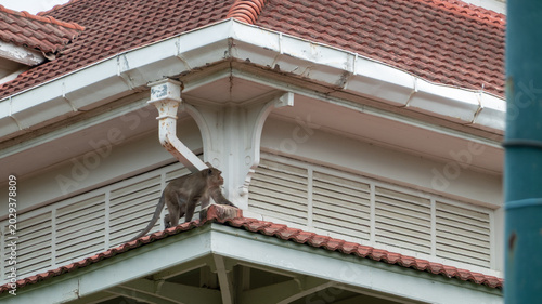 Obraz na plátně Long-tailed macaque sitting on a house roof in Thailand