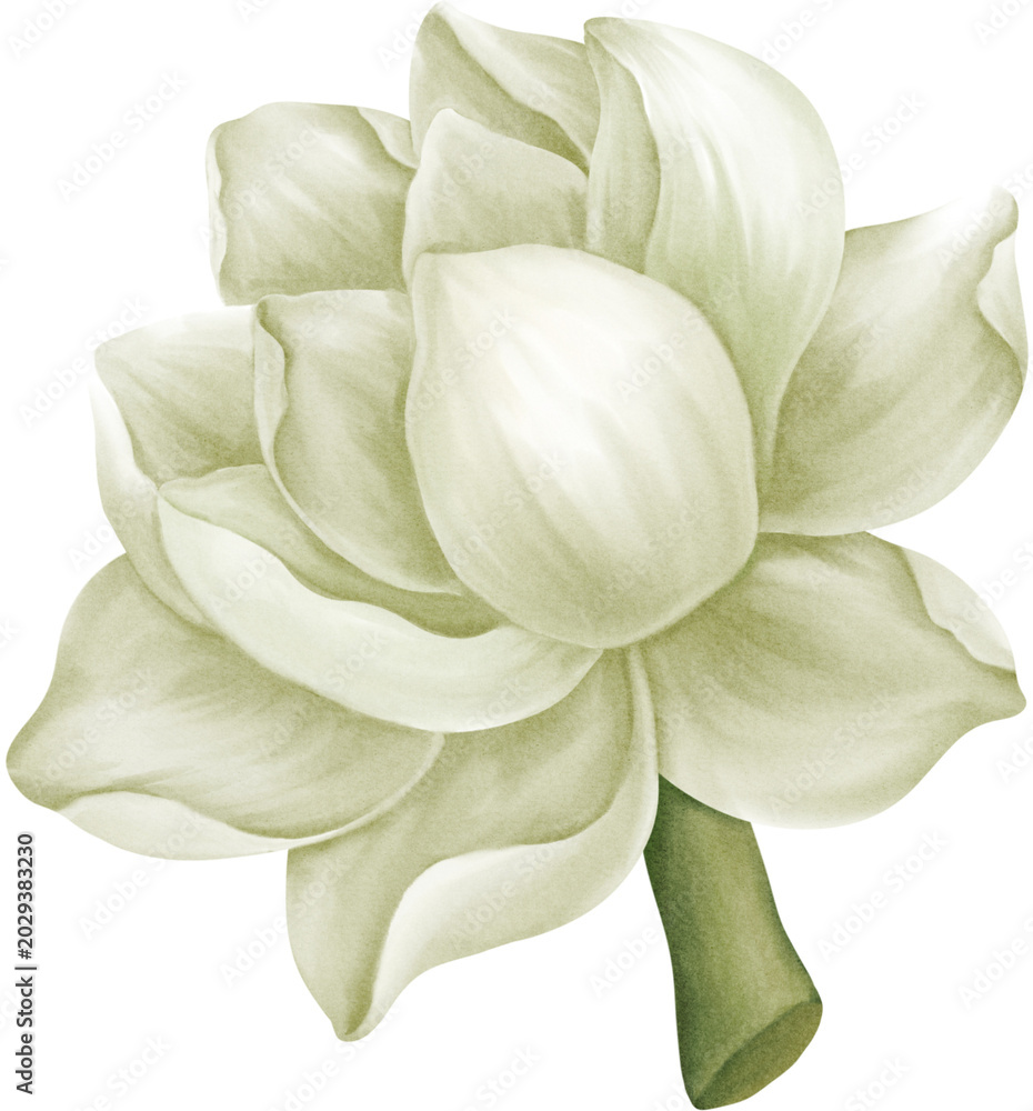 Fototapeta premium White Jasmine Love Never Fades