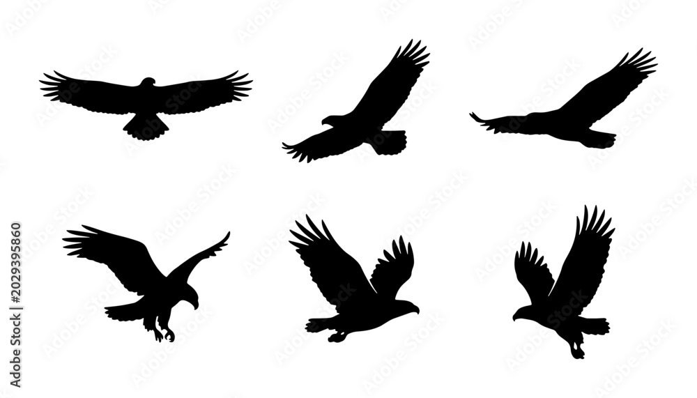 Fototapeta premium Eagle Silhouette Set, Bird Flight Poses, Wildlife Vector Icons, Freedom Symbol