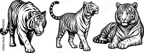 Photography Vintage Hand Drawn Tiger Vector Set Featuring Majestic Wild Cats in Walking Stal