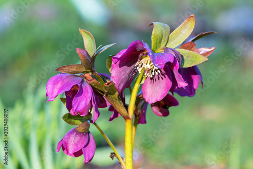 Helleborus is a genus of perennial herbaceous plants in the Ranunculaceae family.