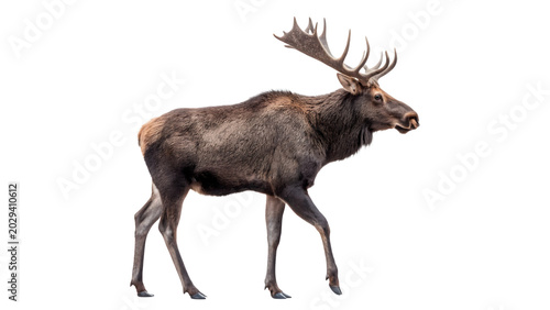 Tableau sur toile A large wild eurasian elk or moose mammal animal standing side view profile isol