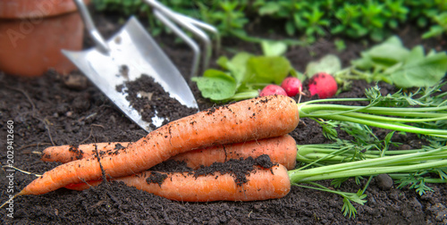 Bunch of organic dirty carrot harvest in garden on ground with garden tools b...