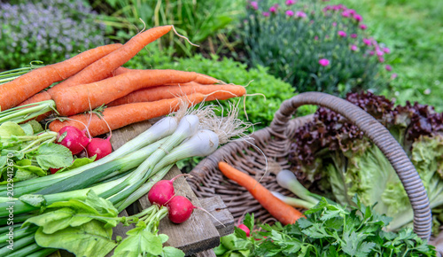closeup on organic and bright vegetables  harvest in garden placed on  a plan...