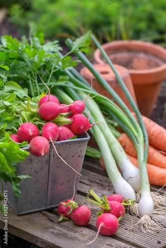 organic  round radishes with other vegetables  harvest in garden and placed o...