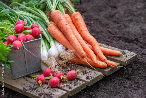 Bunch of organic carrots, oinions and radish harvest in garden and placed on ...