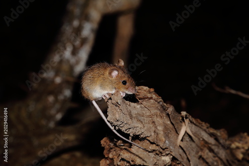 Cute wild mouse sitting on a tree stump at night