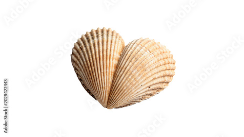 Tableau sur toile A natural textured bivalve cockle sea shell showing delicate striped patterns is