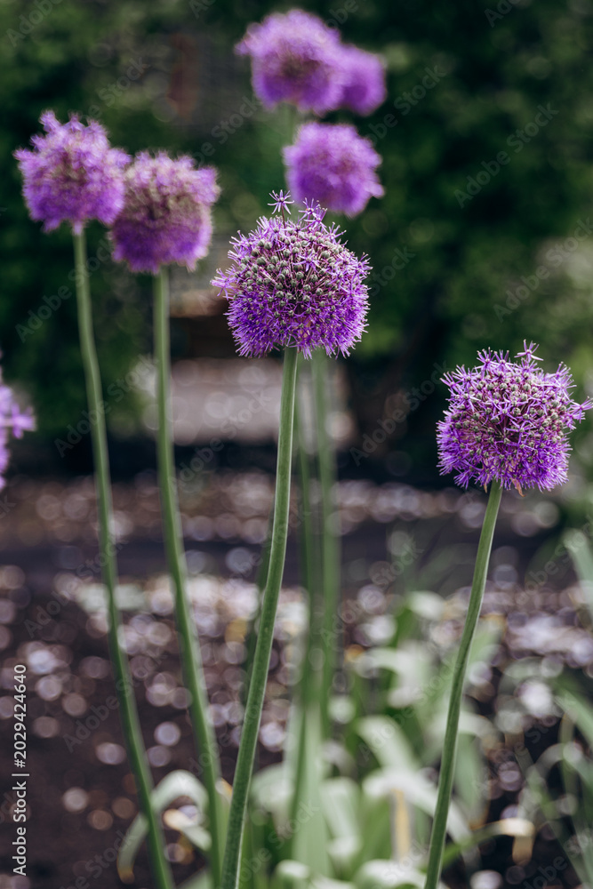 Obraz premium Purple allium flowers blooming in garden with bokeh background, ornamental onion close up