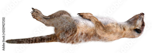 3D rendering cute meerkat isolated on white background