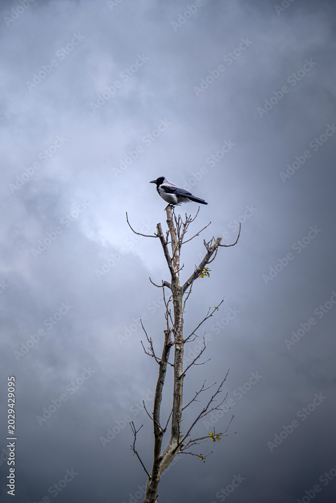 Fototapeta premium A crow perched on a pruned plane tree. Cloudy sky in the background.