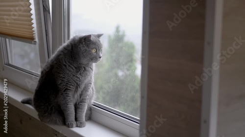 Close-up of a domestic British grey cat looking out window at rainy landscape, emphasizing beauty of nature observed indoors. Cat is sitting on windowsill. Balcony. Rainy day. Slow motion.