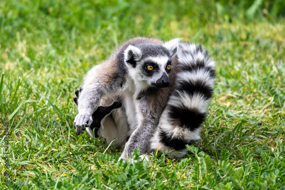 Naklejka premium Lemur crouching in the grass and watching something around. Monkey from Madagascar with a striped tail.