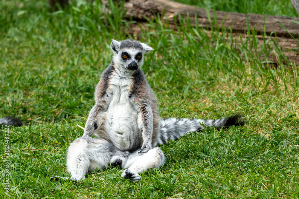 Naklejka premium A lemur sits in the sun on green grass and basks.