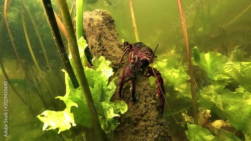 Close underwater view of red swamp crayfish - Procambarus clarkii - facing the camera with bright red legs in a French freshwater habitat. Invasive crustacean species known for strong adaptability.