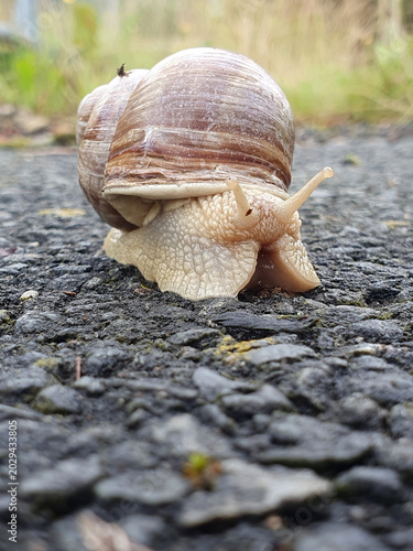 Schnecken, Schneckenpaarung