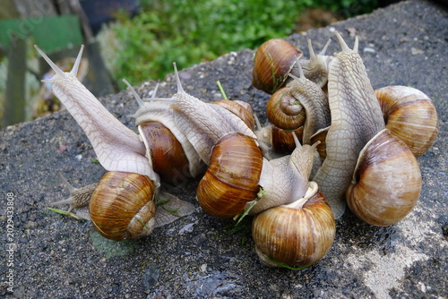 Schnecken, Schneckenpaarung