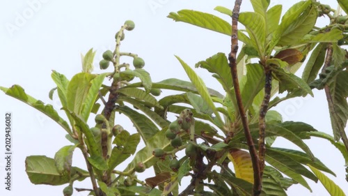 Unripe green loquat fruits swaying in the wind