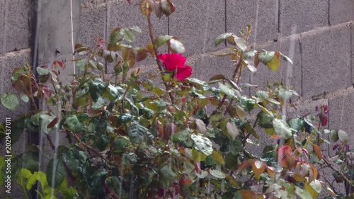 Heavy rain falling on red rose bush