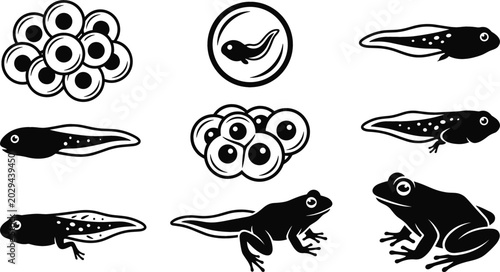 Canvastavla Frog Life Cycle Black Silhouette Icon Set Featuring Frogspawn Eggs Embryo Tadpol