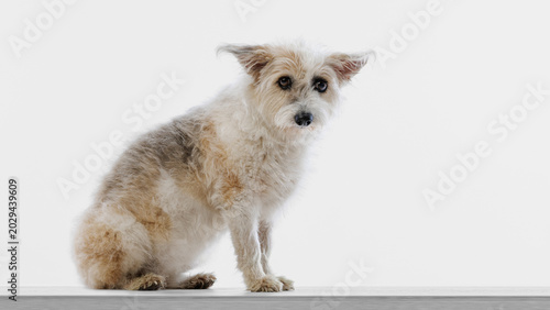 Tableau sur toile Mixed breed dog sitting calmly on white floor in clean studio portrait