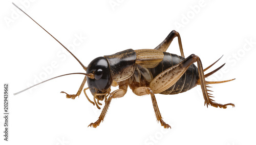 Φωτογραφία Brown cricket insect with long antennae and spiky legs