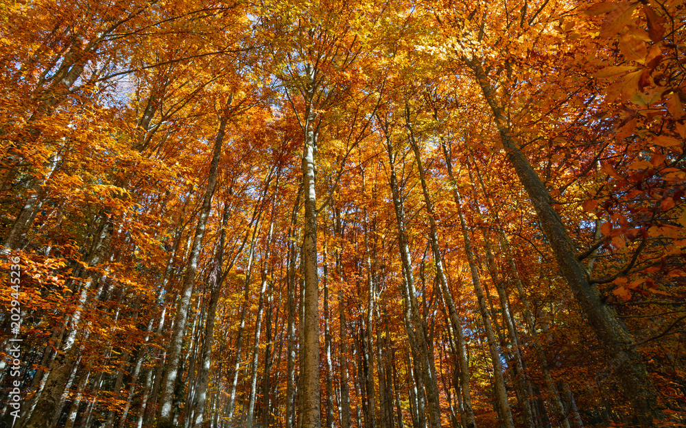 Fototapeta premium the autumnal magic of the great Forests