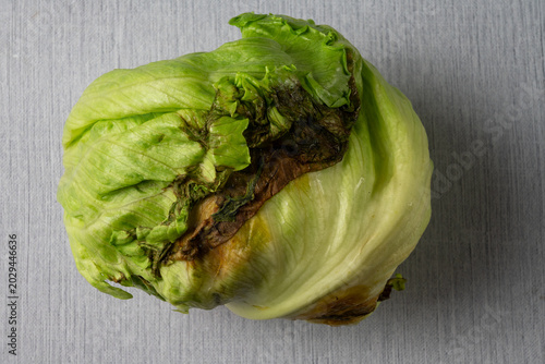 Spoiled Iceberg Lettuce Close Up